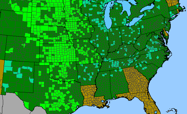 The range of Helianthus maximilianii